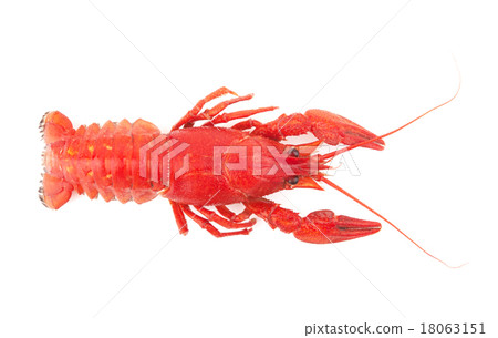 crayfish crayfish 18063151