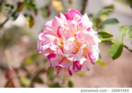 Barra Maurice Utrillo Maurice Utrillo Front 18063469