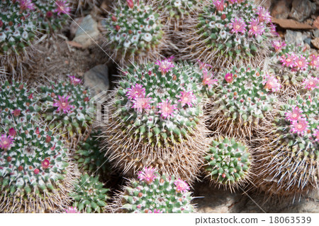 許多仙人掌和粉紅色的花朵 18063539