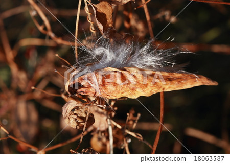 Potato fruit 18063587