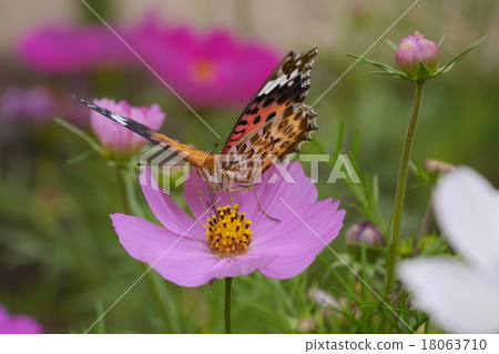 Butterfly on cosmos Butterfly on cosmos 18063710