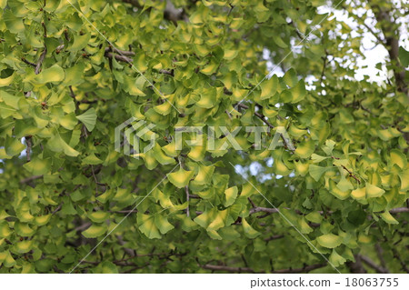Ginkgo biloba Ginkgo biloba 18063755