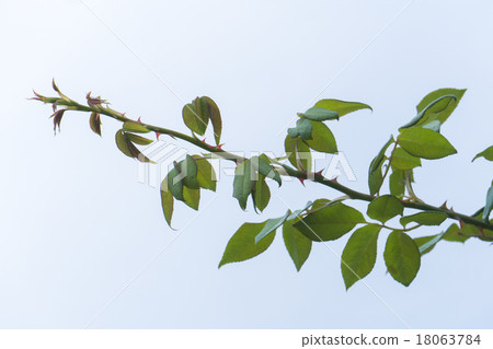 Rose leaves 18063784