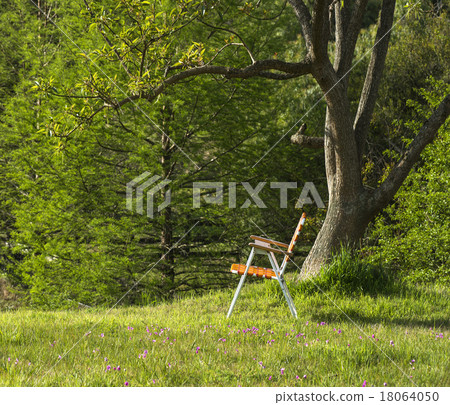 Folding chair standing under the spring ceiba tree Folding chair standing under the spring ceiba tree 18064050
