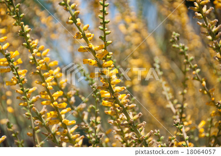 迪卡的花 18064057