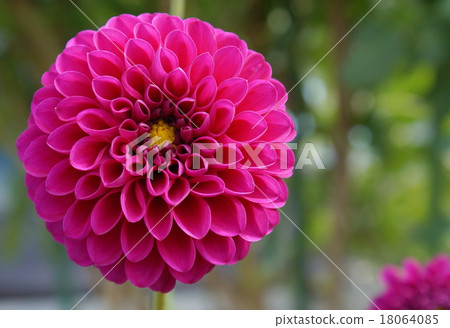 Pom ponderia Pom ponderia 18064085