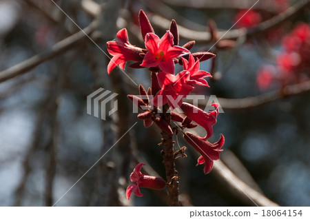 Brakiquiton · Bid Willy red flower Brakiquiton · Bid Willy red flower 18064154