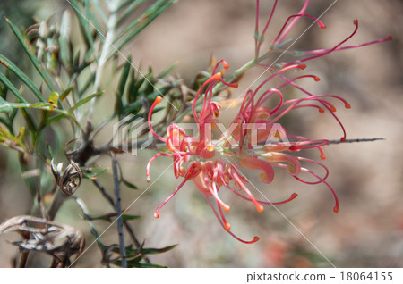 Grevirea 'Mason's Hybrid' sideways Grevirea 'Mason's Hybrid' sideways 18064155