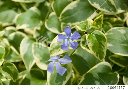 Beautiful leaves with variegated verma Beautiful leaves with variegated verma 18064157