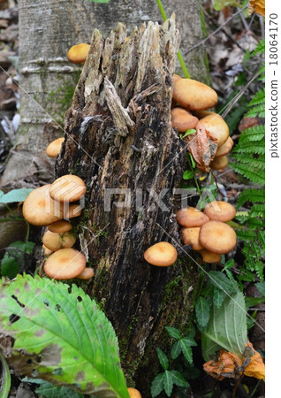 天然'Naratake'（Yakushidake·東南腳/新潟縣妙高市） 18064170