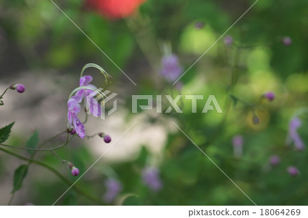 Carganesque紅色花 18064269