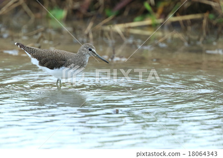 Living things Birds bamboo shoots, shigos with impressions that always feed themselves quietly in the corners of rice fields ① 18064343