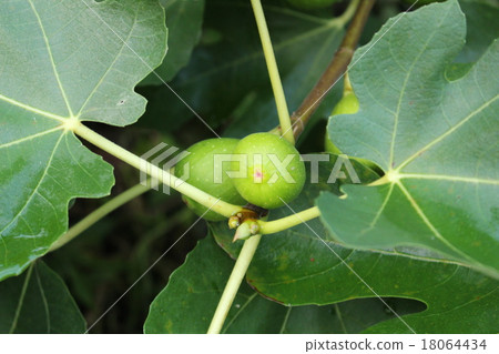 Figs blue fruit 18064434