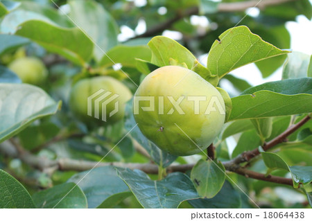 Blue persimmon seed 18064438
