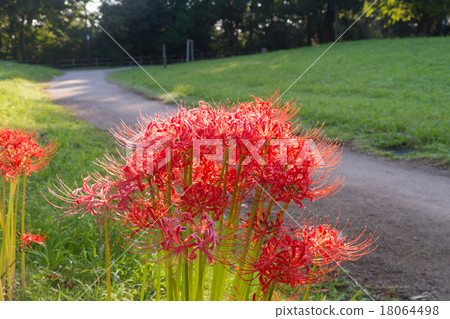 A cluster amaryllis of the park 18064498