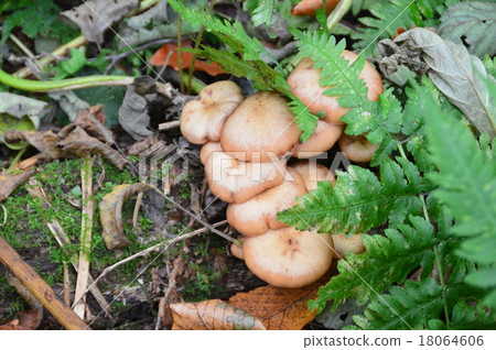 Natural 'Naratake' (Yakushidake · Southeastern foot / Niigata Prefecture Myoko city) 18064606