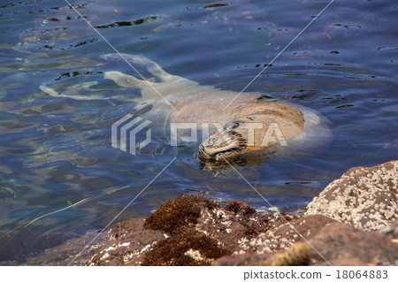 利尻島　 18064883