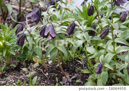 Rishiri Island　 18064950