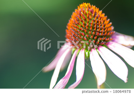 不尋常的夏季花海膽亞目 Murasaki Barengiku 照片素材 圖片 圖庫