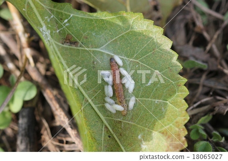 The cocoon of the quail squirrel bamboo bamboo parasitic on the larva of the stag beetle 01 18065027