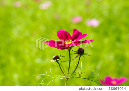 Cosmos flowers 18065034