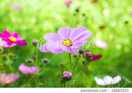 波斯菊花 波斯菊花 18065035