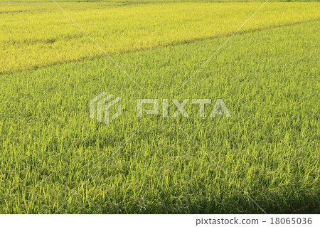 水果的米飯 水果的米飯 18065036