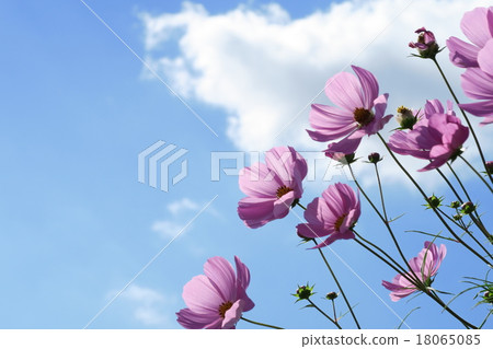 Kameoka Cosmos 18065085