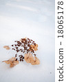 Plants on snow Plants on snow 18065178
