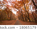 Autumn leaves fall foliage Autumn leaves fall foliage 18065179
