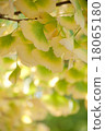 Ginkgo's autumn leaves Ginkgo's autumn leaves 18065180