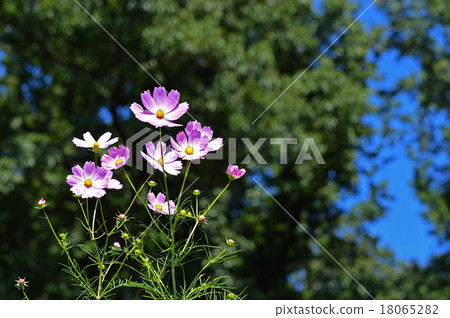 宇宙（秋天的櫻桃） 18065282