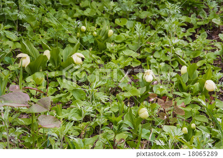 雷文桃 雷文桃 18065289