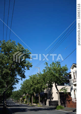 Residential area with street trees 4 18065318