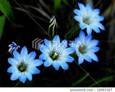 Haru Rindow 18065367