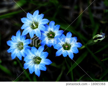 Haru Rindow 18065368