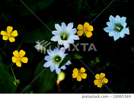 Haru Rindow Haru Rindow 18065369