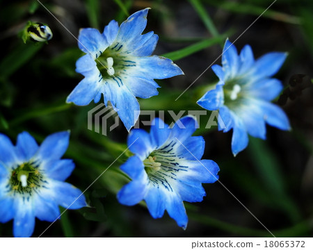 Haru Rindow Haru Rindow 18065372