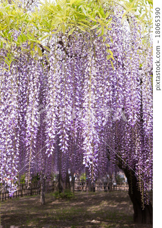 Wisteria trellis 18065390