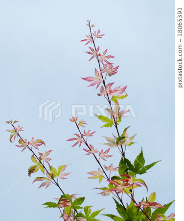 Momiji Momiji 18065391