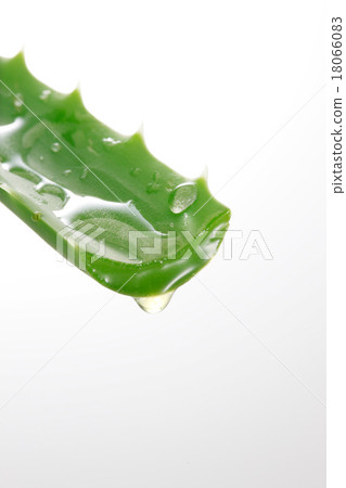 Aloe 18066083
