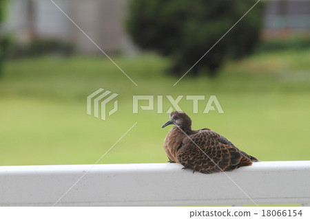 Pigeon's chicks Yamabe 18066154