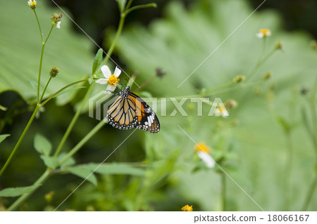 Suejigoro Kabamadara 18066167