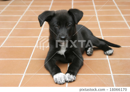 Dog Puppy Labrador Retriever Black Black Love Dog Puppy Labrador Retriever Black Black Love 18066170
