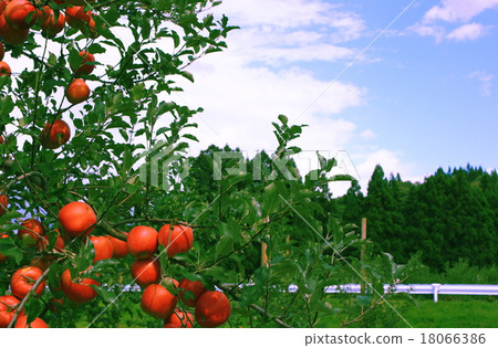 Apple Apple 18066386