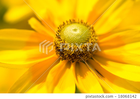 黃色的年輕海膽亞目（紫錐菊，Murasaki Barengiku）（2） 18068142