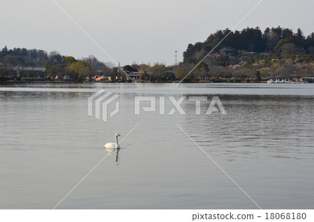 Swim swans (Senba Park / Chiba Town, Mito city, Ibaraki) Swim swans (Senba Park / Chiba Town, Mito city, Ibaraki) 18068180