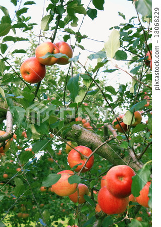 Apple Apple 18068229