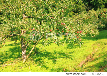 Apple Apple 18068230