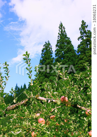 Apple Apple 18068231